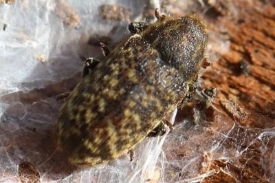 Rhinocyllus conicus