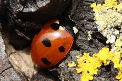 <i>Coccinella septempunctata</i>