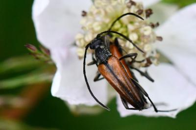 <i>Stenurella melanura</i>