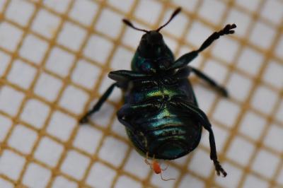 <i>Byctiscus populi</i>