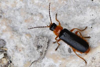 <i>Cantharis flavilabris</i>