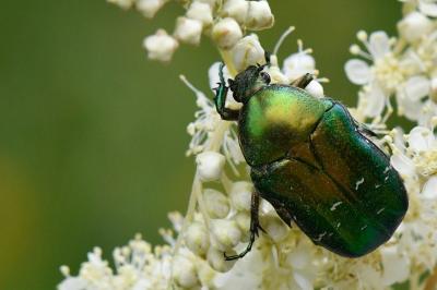 Cetonia aurata