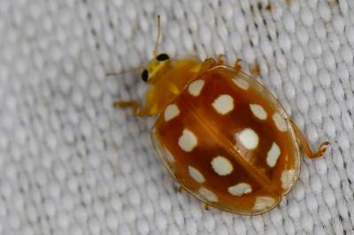 <i>Halyzia sedecimguttata</i>