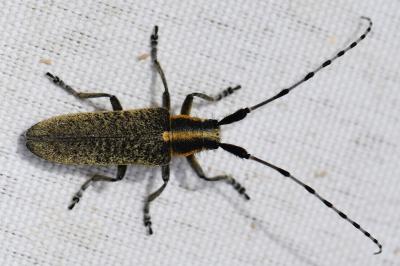 <i>Agapanthia villosoviridescens</i>