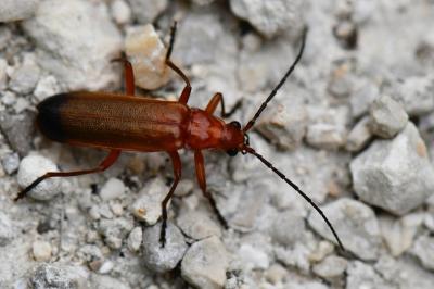 <i>Rhagonycha fulva</i>