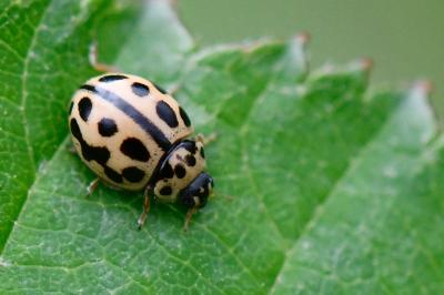 Tytthaspis sedecimpunctata