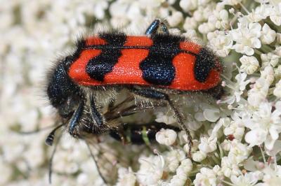 <i>Trichodes alvearius</i>
