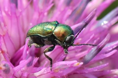 <i>Cryptocephalus</i>