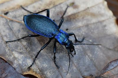 <i>Carabus intricatus</i>