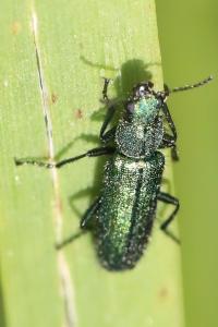 <i>Psilothrix viridicoerulea</i>