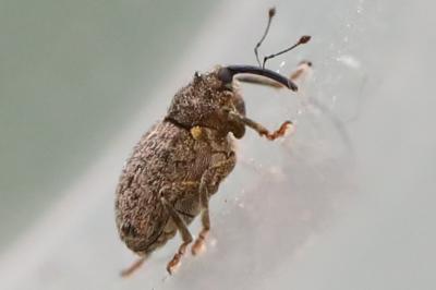 <i>Ceutorhynchus pallidactylus</i>