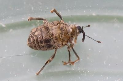 <i>Ceutorhynchus pallidactylus</i>