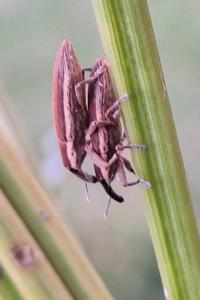 <i>Lixus</i>