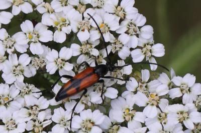 Stenurella bifasciata