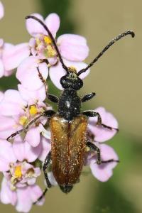 <i>Pseudovadonia livida</i>
