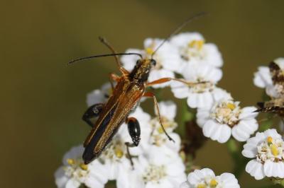 <i>Oedemera podagrariae</i>