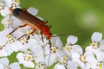 <i>Rhagonycha fulva</i>