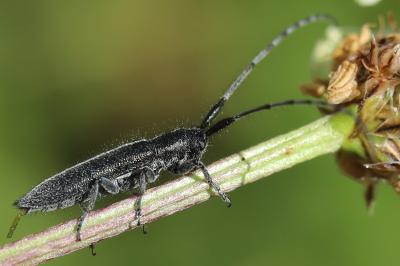 <i>Agapanthia cardui</i>