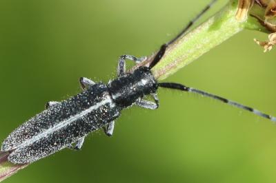 <i>Agapanthia cardui</i>