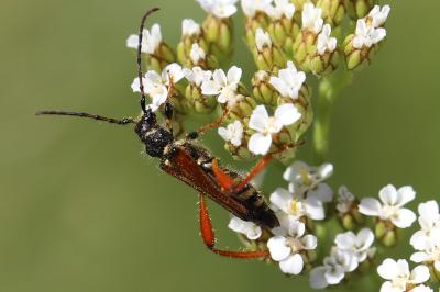 <i>Stenopterus rufus</i>
