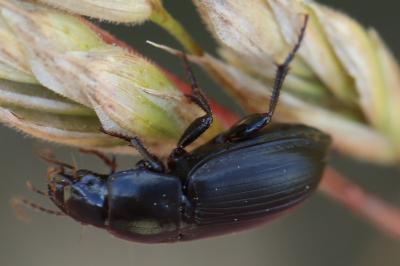 <i>Harpalus</i>
