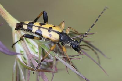 <i>Rutpela maculata</i>