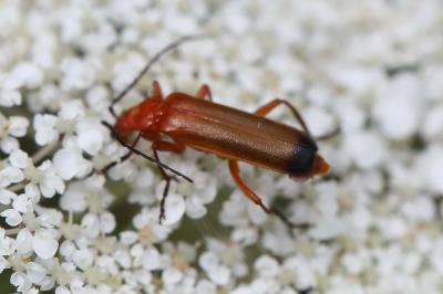 <i>Rhagonycha fulva</i>