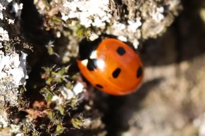 <i>Coccinella septempunctata</i>