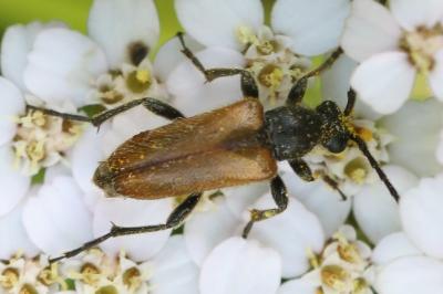 <i>Pseudovadonia livida</i>