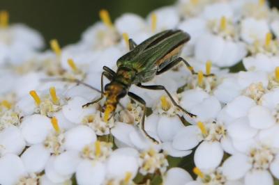 <i>Oedemera nobilis</i>