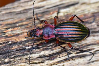 <i>Carabus auronitens</i>