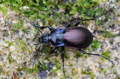 <i>Carabus nemoralis</i>