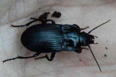<i>Abax ovalis</i>