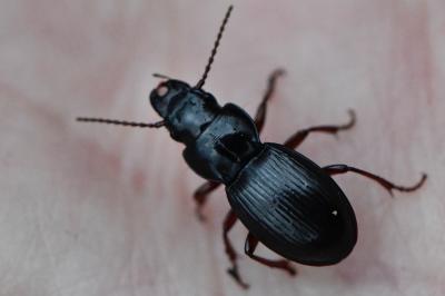 <i>Molops piceus</i>