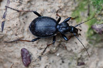 <i>Cychrus attenuatus</i>