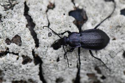 <i>Carabus arvensis</i>