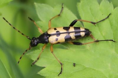 <i>Rutpela maculata</i>