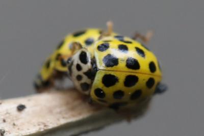 <i>Psyllobora vigintiduopunctata</i>