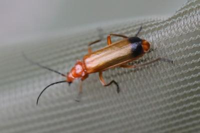 <i>Rhagonycha fulva</i>