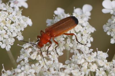<i>Rhagonycha fulva</i>