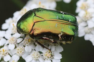 <i>Cetonia aurata</i>