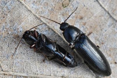 <i>Melanotus villosus</i>