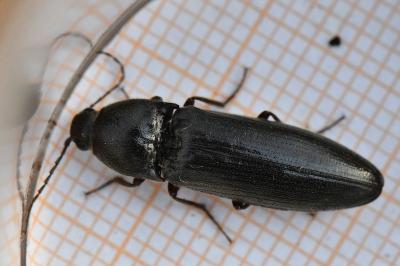 <i>Melanotus villosus</i>