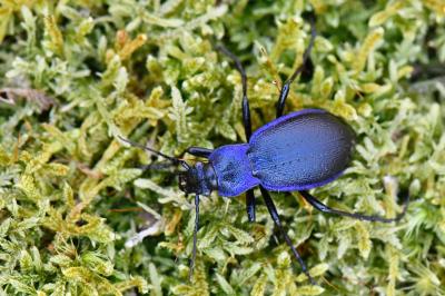 <i>Carabus problematicus</i>