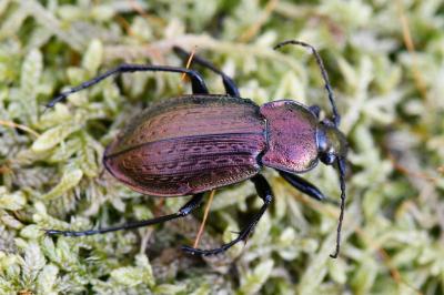 <i>Carabus arvensis</i>