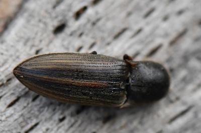 Agriotes lineatus