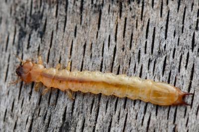 <i>Pyrochroa coccinea</i>