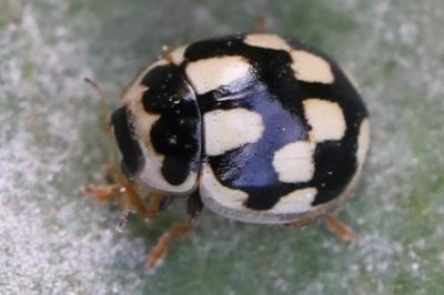 Coccinelle à damier