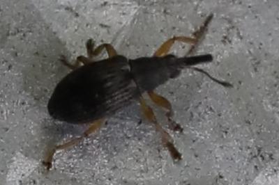 <i>Kalcapion semivittatum</i>