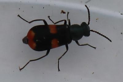 Anthocomus fasciatus